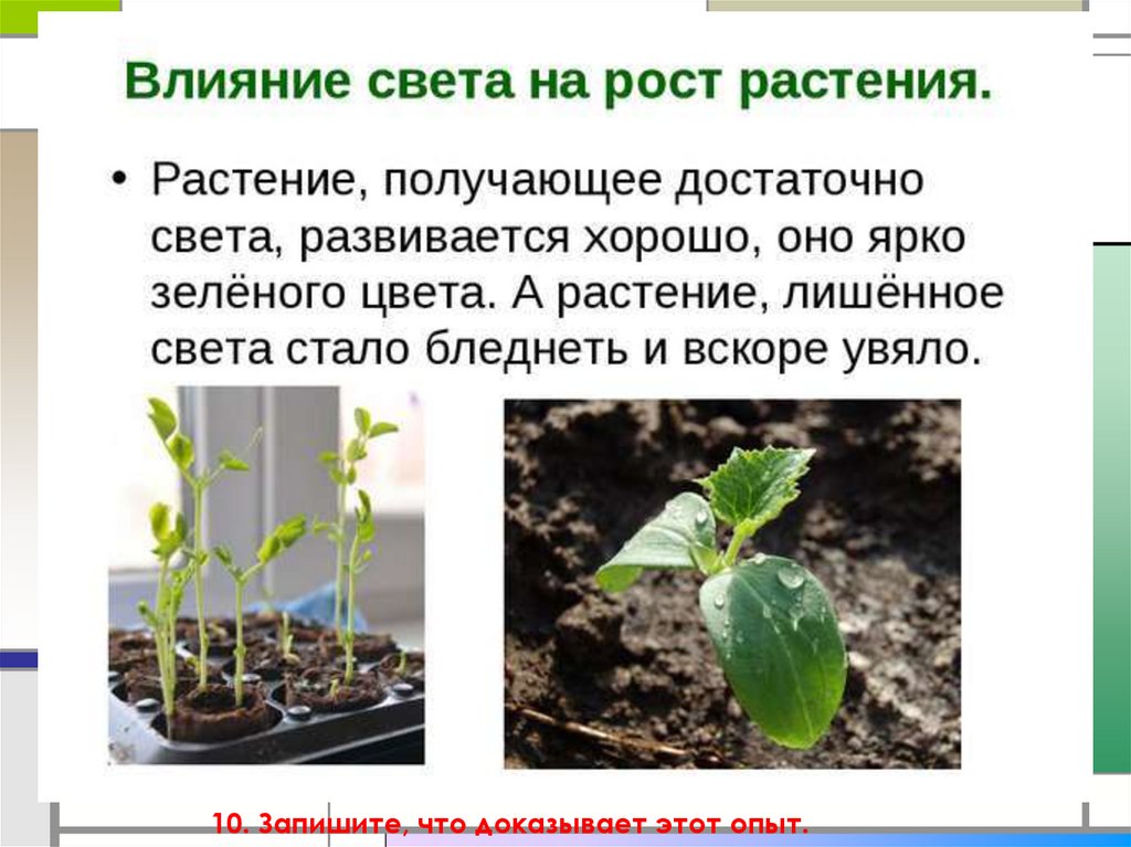 Признаки описывающие рост растения