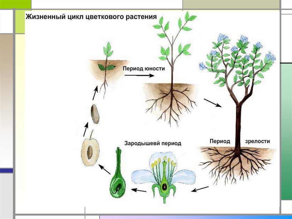В чем заключается размножение в жизни растения. Жизненный цикл однолетнего растения схема. Жизненный цикл цветковых растений схема. Стадии развития цветковых растений. Жизненный цикл цветкового растения.