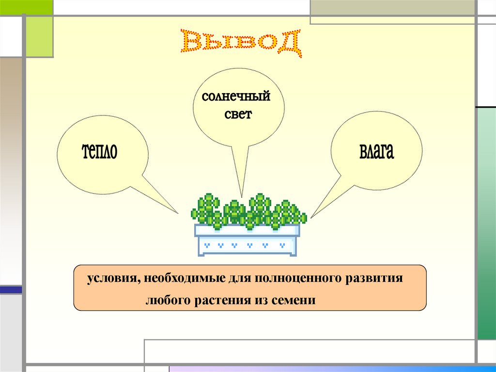 Индивидуальное развитие растение