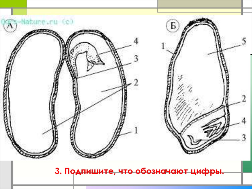 Строение семян растений 6 класс. Семя однодольных и двудольных без подписей. Строение семян однодольных и двудольных растений без подписей. Строение семени фасоли и пшеницы. Строение семян двудольных растений без подписи.