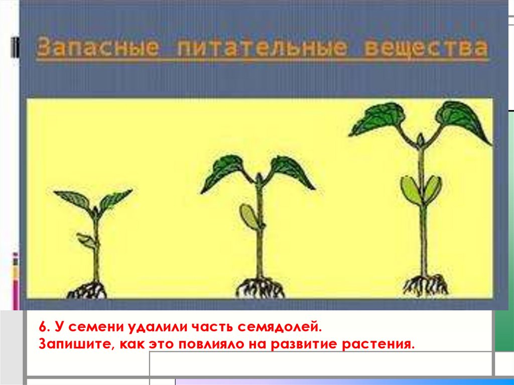 Тест развитие растений 3 класс. Индивидуальное развитие растений. Опыт с семядолями. Аномальное развитие растений. Индивидуальное развитие семян.