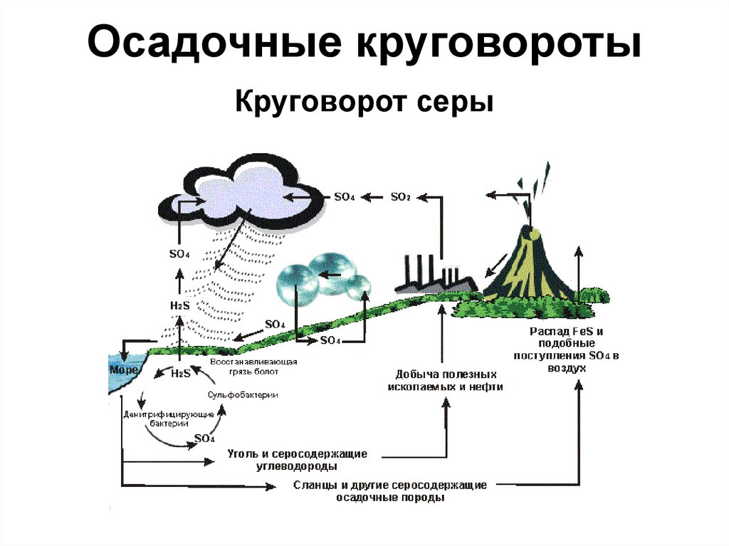 Биогеохимический цикл фосфора схема. Круговорот кальция в природе схема. Круговорот фосфора ( по п. Дювиньо и м. Тангу ). Схемы круговорота углерода, азота, серы, фосфора.