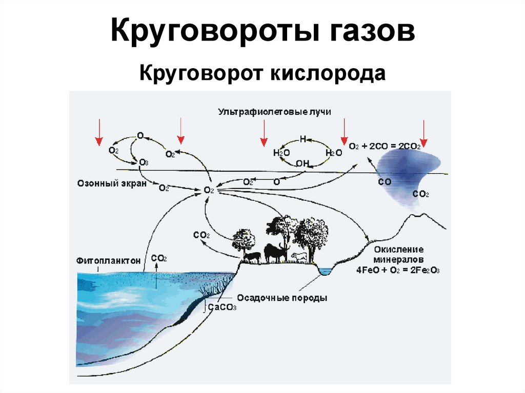 Составьте схему круговорота материи в озере