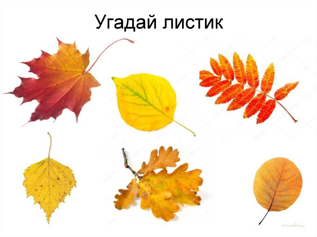 Угадай листик
