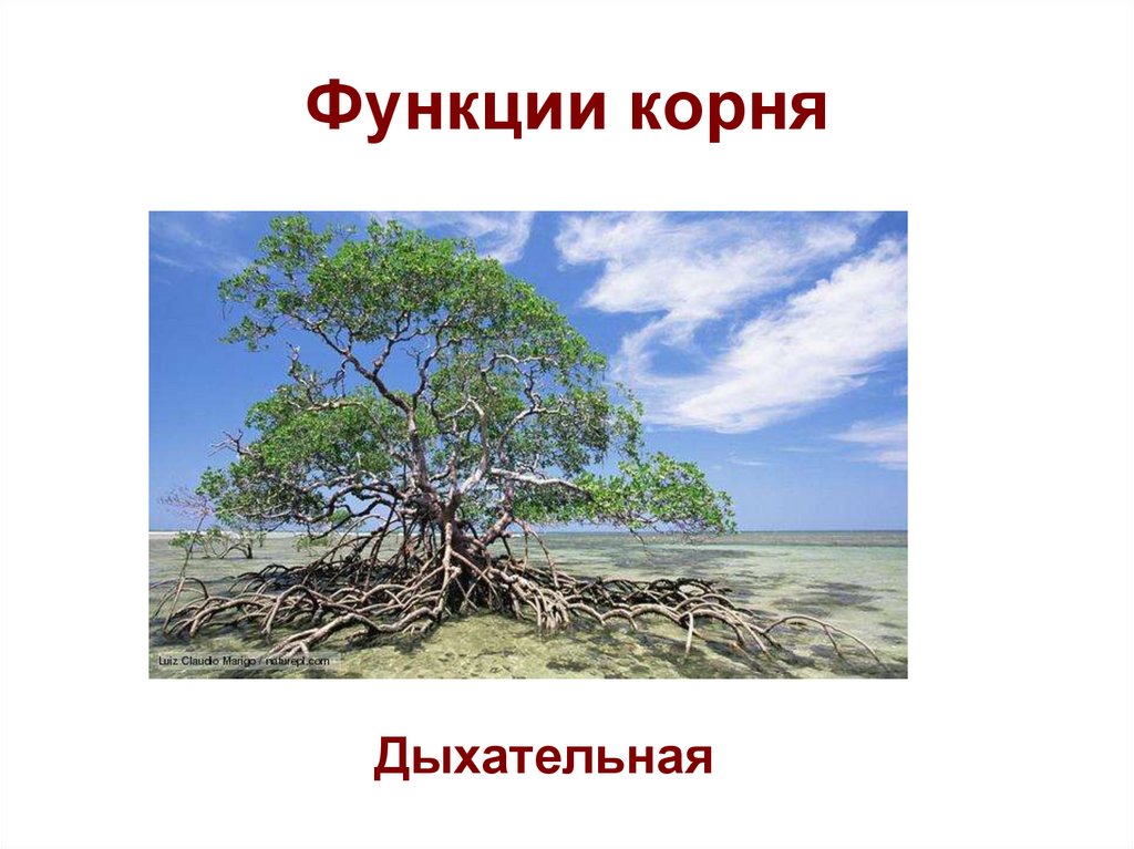 Возможностям корень. Ходульные корни. Дыхательные корни функции. Ходульные корни кукурузы. Ходульные корни функции.