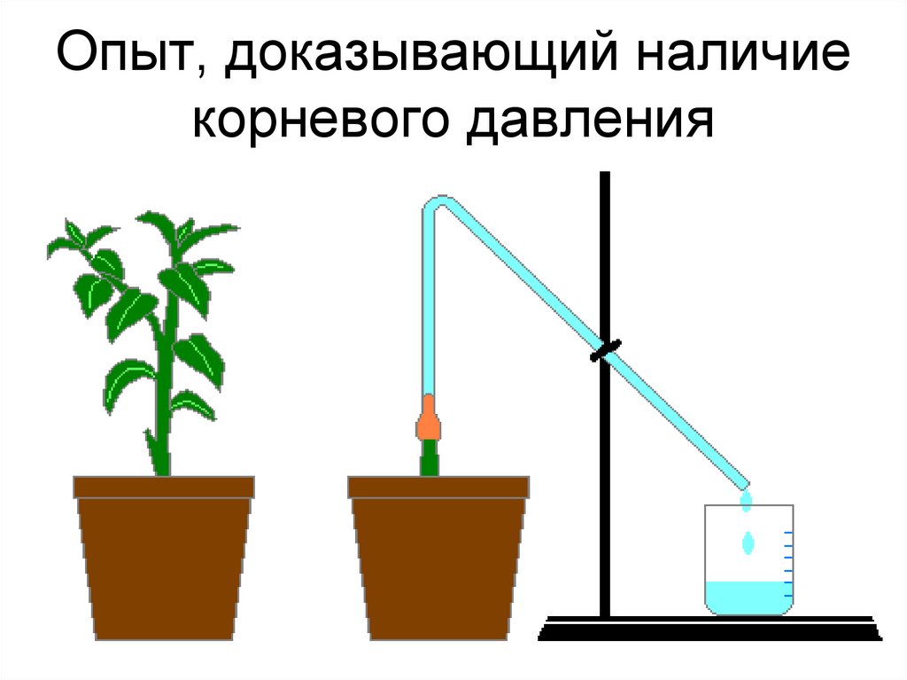 Опыт изображенный на рисунке служит доказательством биология