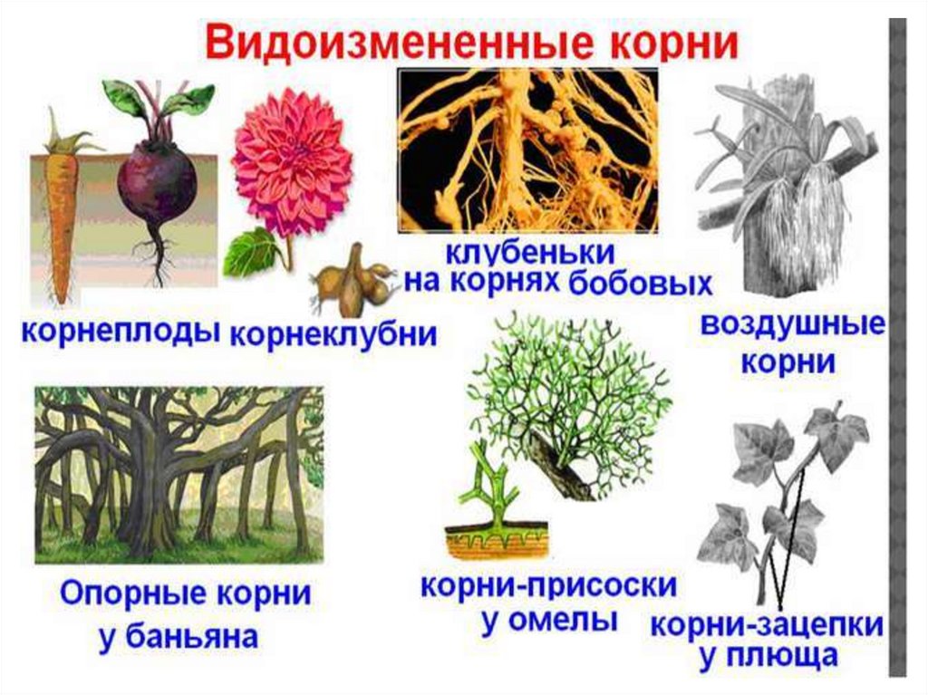 Изменяемый корень. Функции корневой системы 6 класс. Воздушные корни функции. Корень морфологическое строение и функции. Какие бывают функции корня.