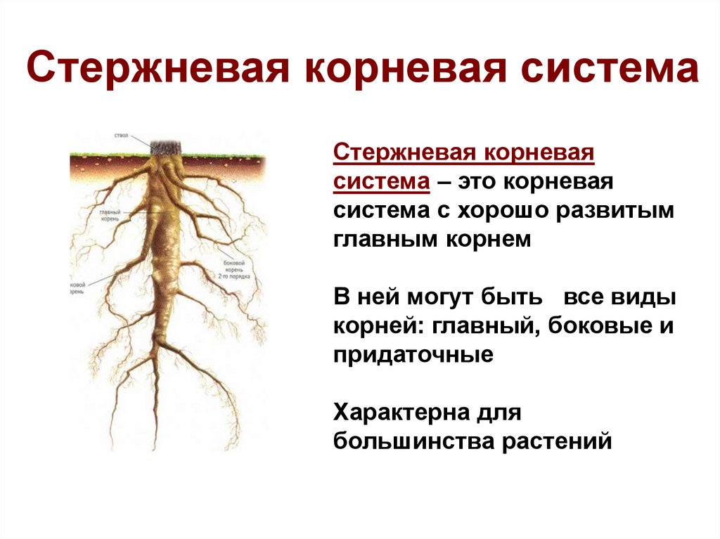 Главный корень состоит из. Строение корня стержневой системы. Стержневая и мочковатая корневая система. Стержневая мочковатая и смешанная корневая система. Стержневой корень.