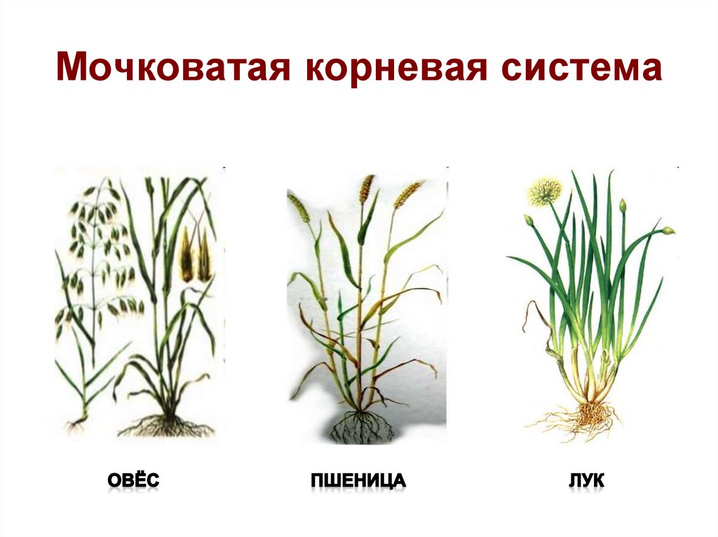 Какой тип системы у пшеницы. Растения с мочковатой корневой. Цветы с мочковатой корневой системой. Мочковатая корневая система. Строение мочковатого корня.