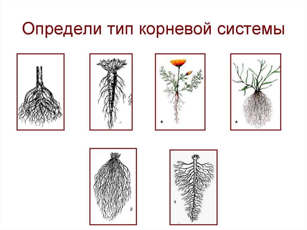 Типы и виды корневых систем