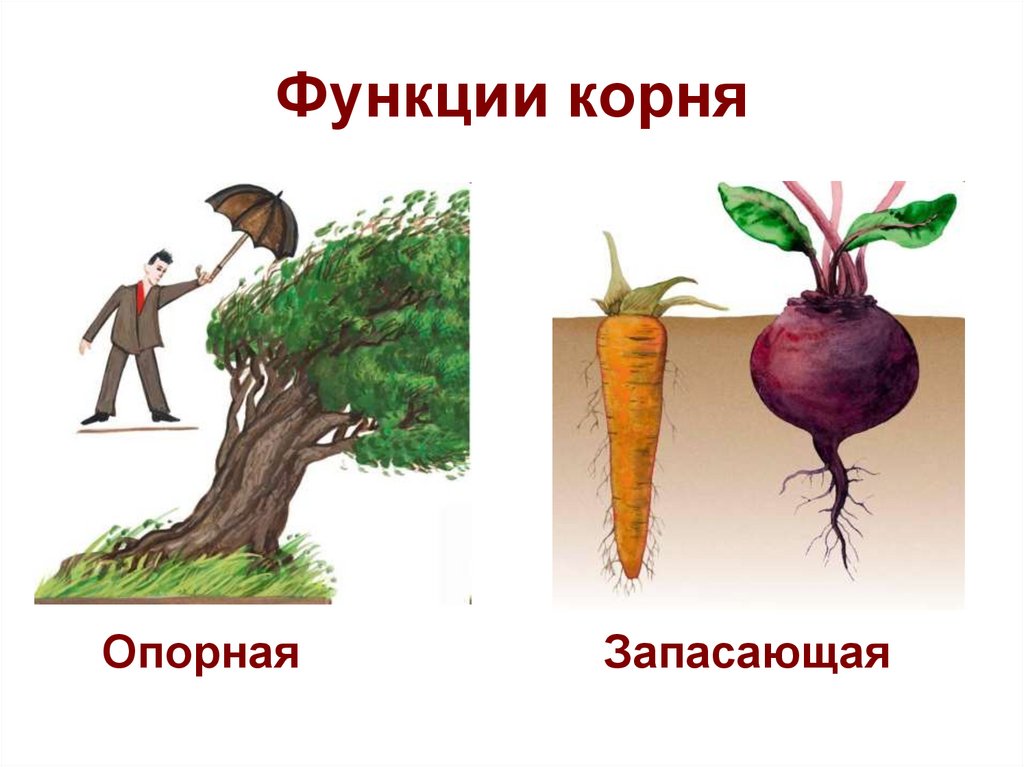 Наличие главного корня. Функции корнеплода. Запасающая функция корня. Опорные корни функции.