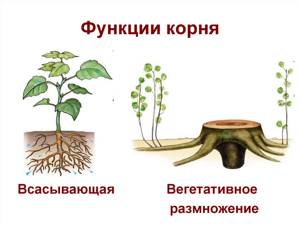 Какие функции выполняют корни растений 6 класс. Функции корня. Корень функции корня. Корень строение и функции. Функции корневища.
