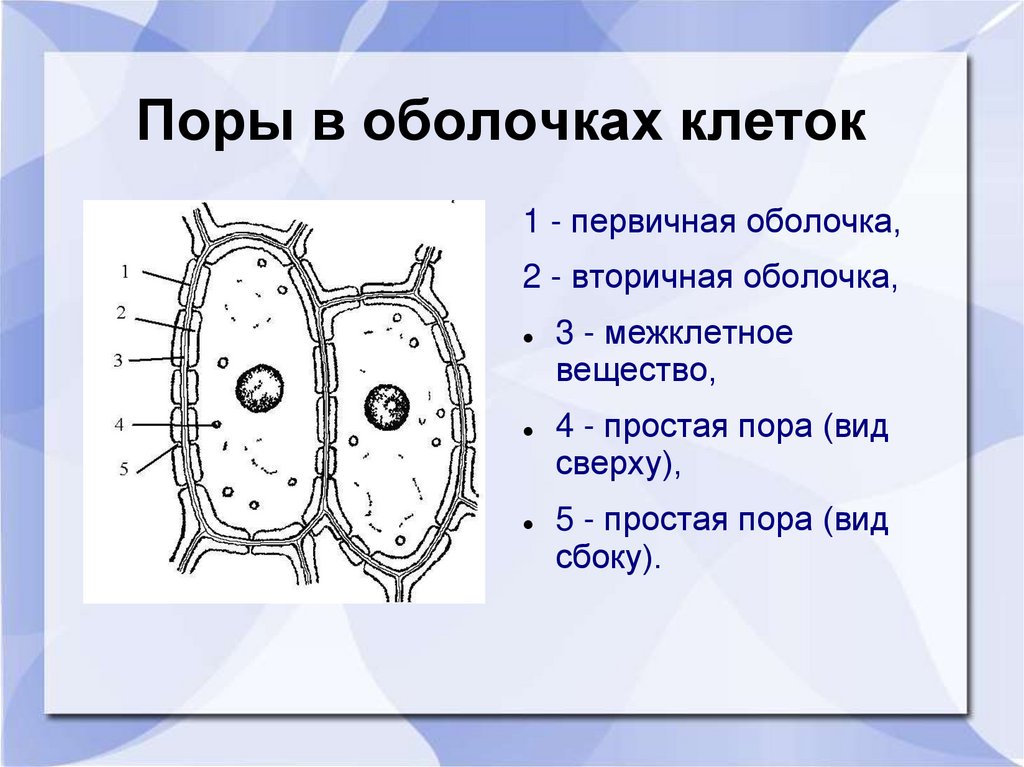 Оболочка клетки это