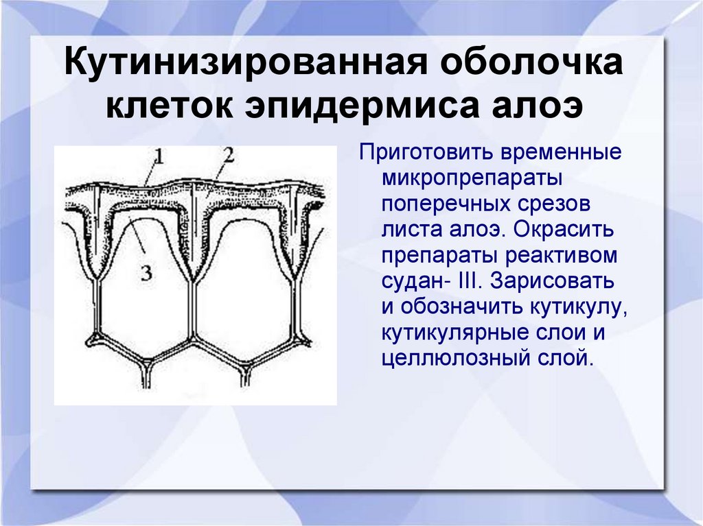 Клеточная оболочка отсутствует