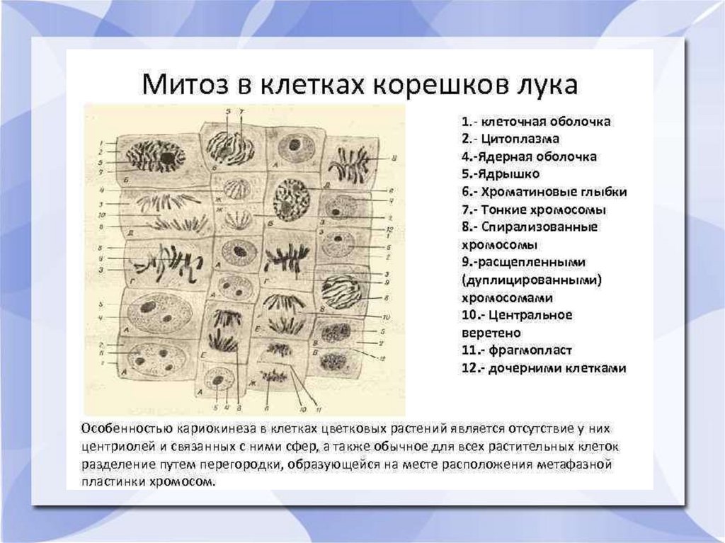 Рисунок митоз в клетках корешка лука