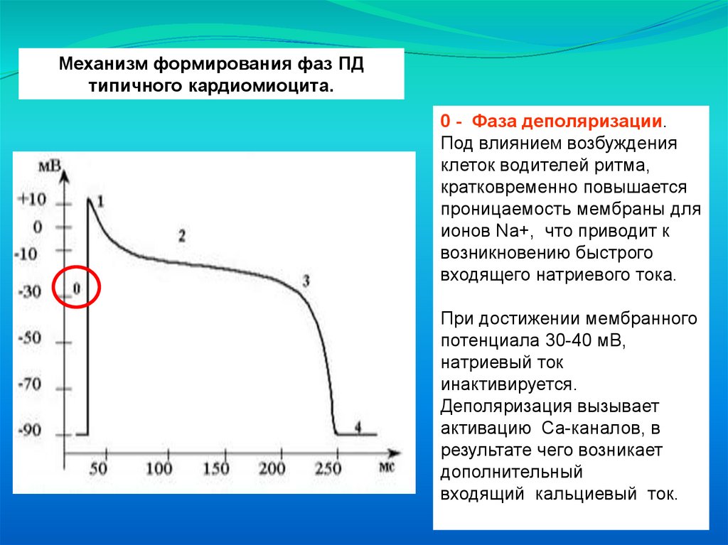 Механизмы генерации потенциала. Динамика мембранного потенциала атипичных кардиомиоцитов. Фазы Пд типичного кардиомиоцита. Обозначьте фазы потенциала действия типичного кардиомиоцита.