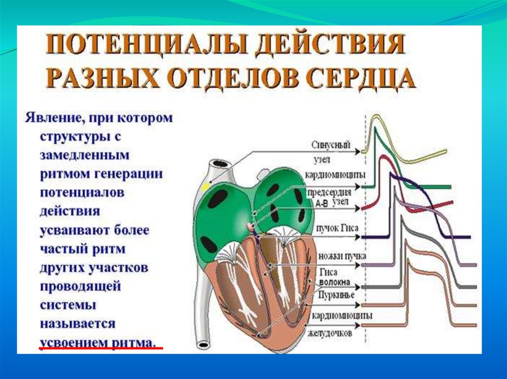 Сердце физиология презентация