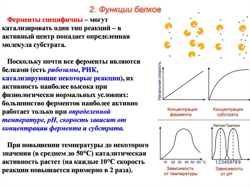 Зависимость активности от концентрации. Зависимость скорости реакции от концентрации субстрата. Трипсин функция. График концентрации субстрата. Экспоненте белок.