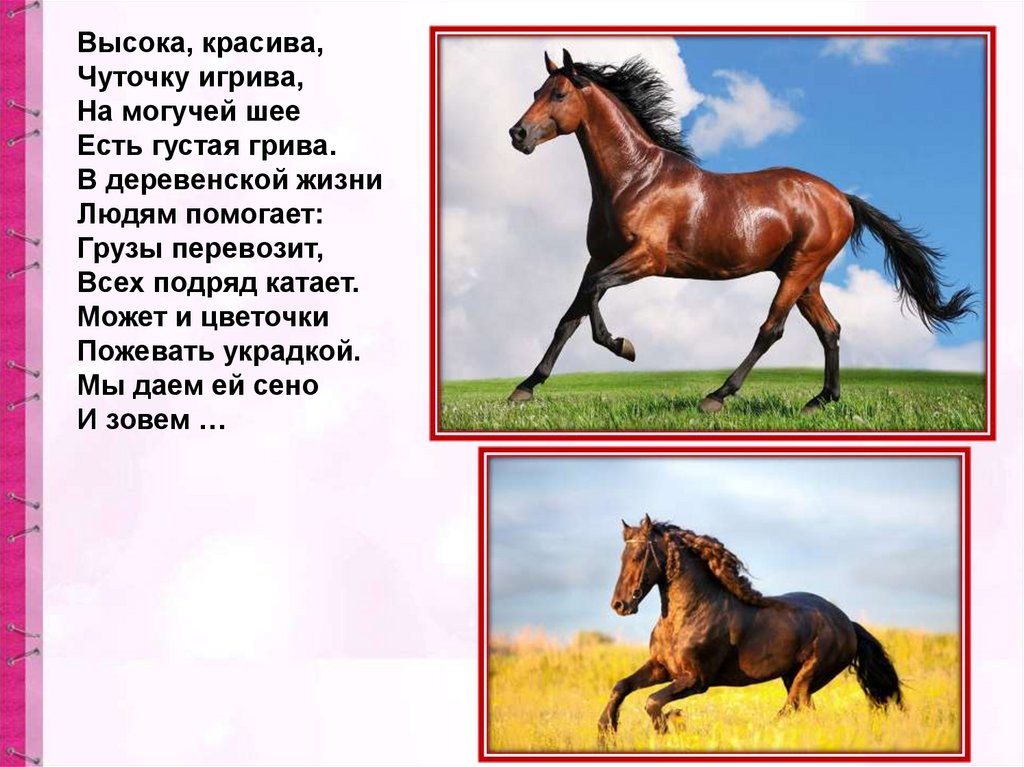 Лошадка 2 класса. Конспект про лошадей. Густая грива и хвост лошади. Лошадь 2 месяца. Красота это лошади конспект.