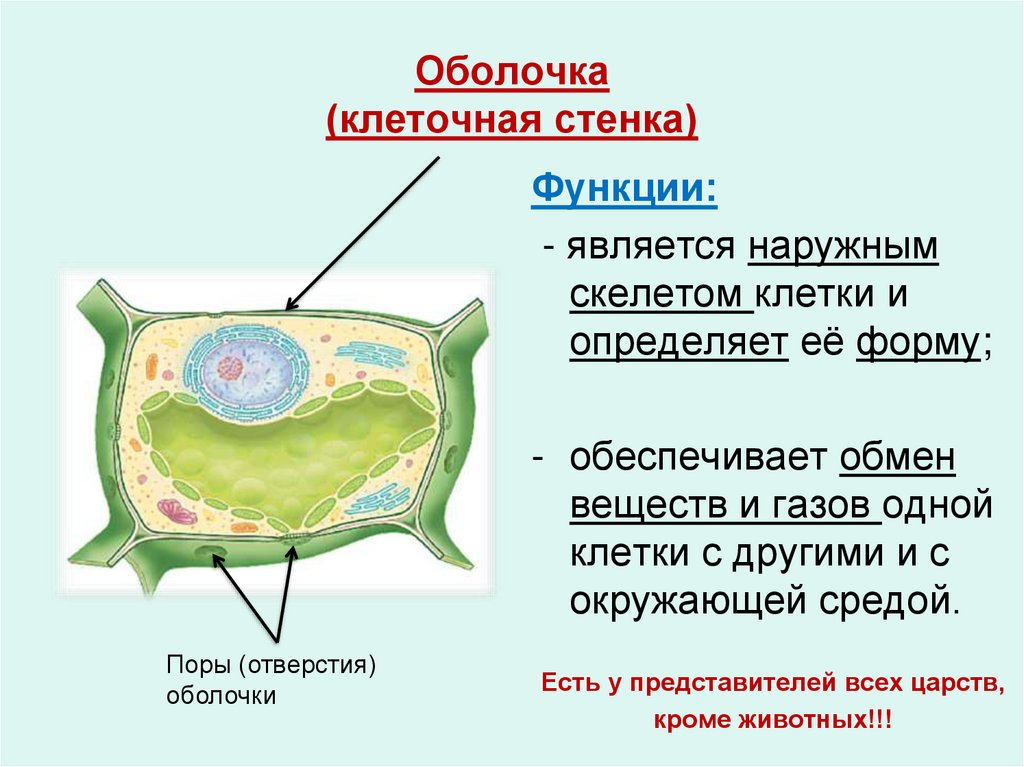 Строение клеточной стенки и мембраны. Мембрана клетки строение 5 класс. Растительные клетки клеточная стенка и клеточная мембран. Стенка растительной клетки. Клеточная стенка животных состоит из