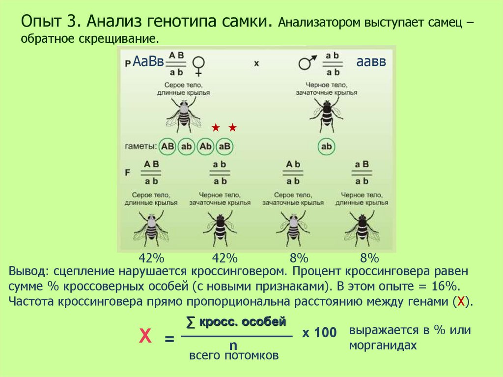 Сцепленное наследование генов презентация 10 класс