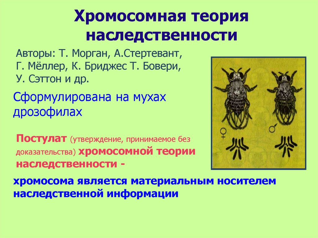 Презентация на тему хромосомная теория наследственности