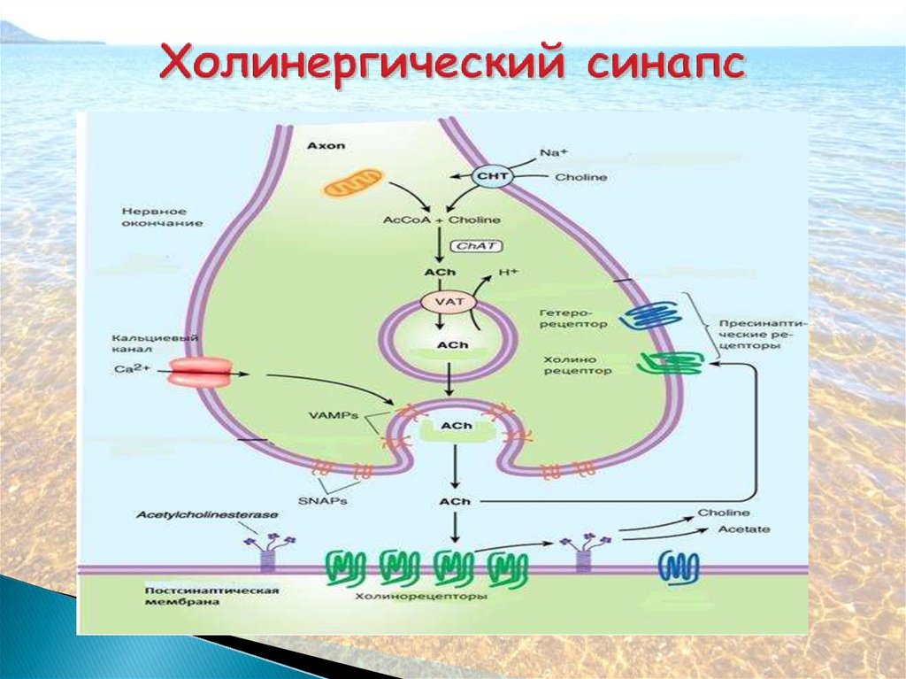 Рассмотрите рисунок холинергического синапса что обозначено цифрами 1 3