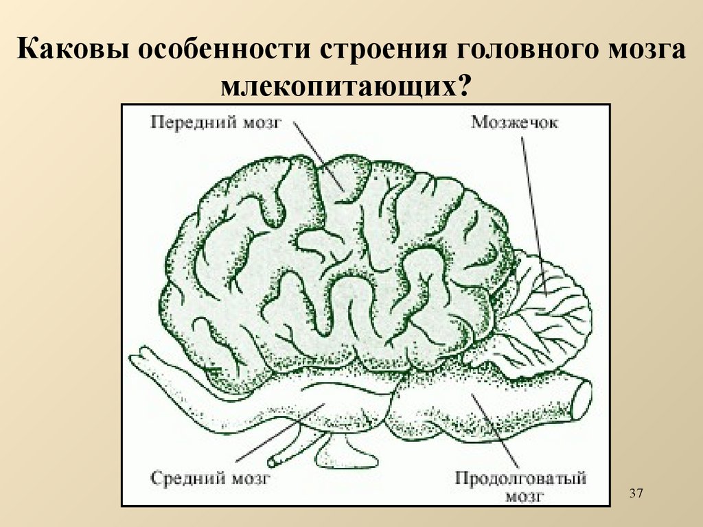 Какой отдел мозга млекопитающих имеет два полушария