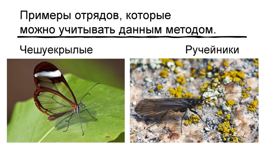 Среда обитания чешуекрылых. Чешуекрылые примеры. Личинка насекомых из отряда чешуекрылых. Насекомые в экосистемах.