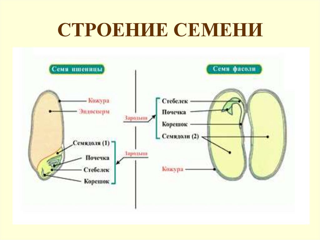 Презентация строение семени