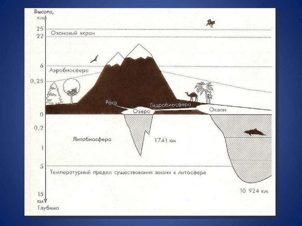 Биосфера земли схема