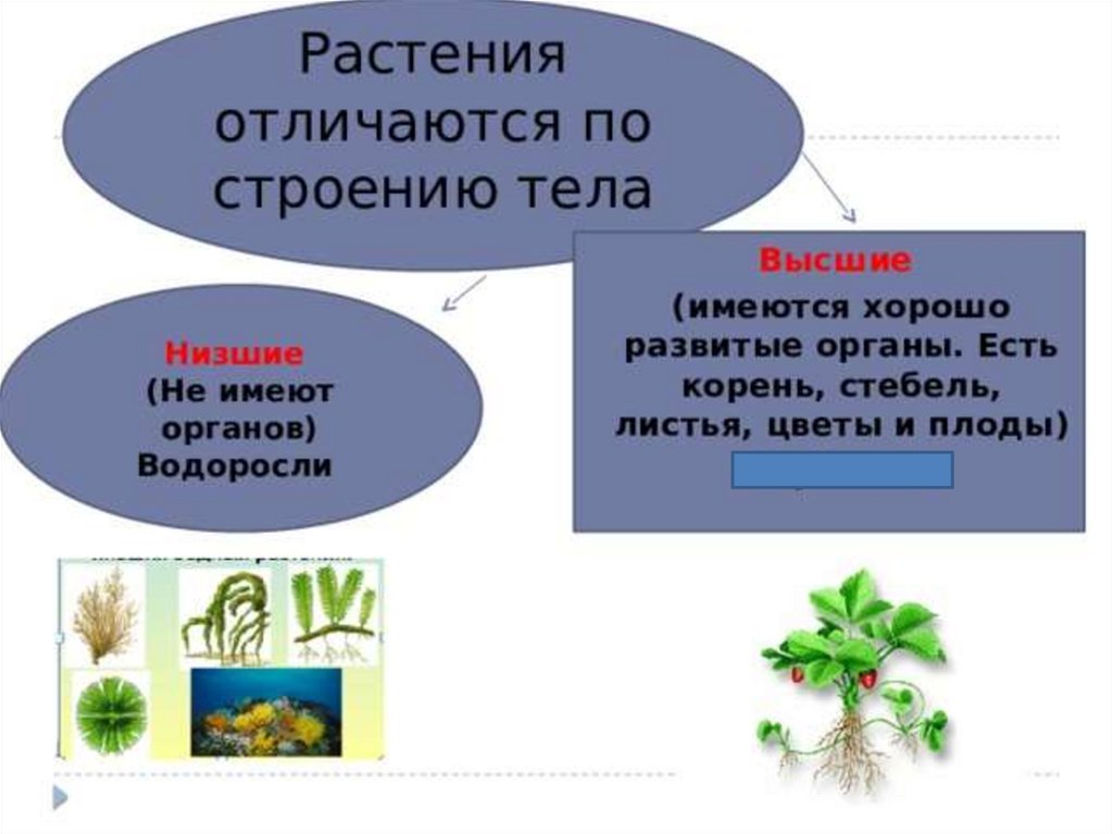 Чем отличаются растения от людей. Высшие и низшие растения. Органы высших растений. Высшие растения отличаются от низших. Высшие растения в отличие от низших имеют.