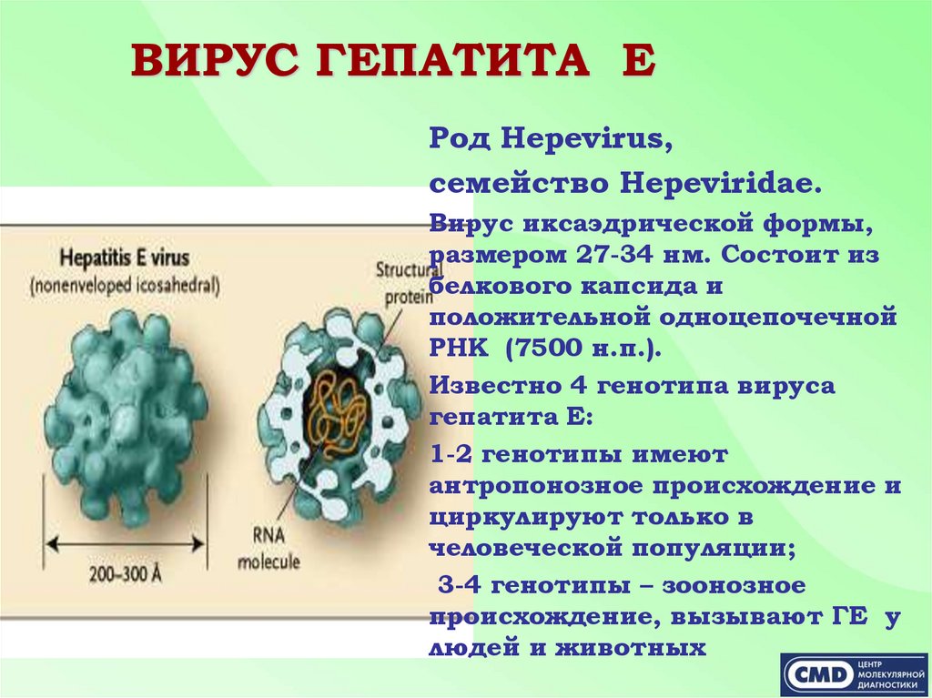 Вирусный гепатит характеристика