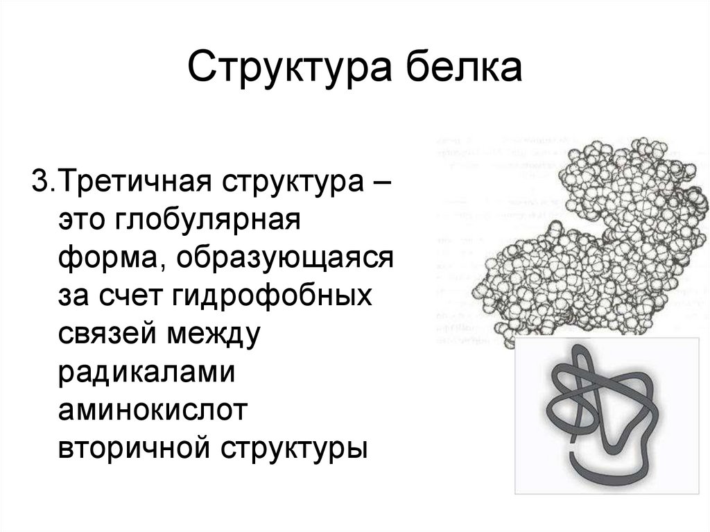 Биологические свойства белка. Третичная структура белка. Биологические полимеры белки. Третичная структура белка рисунок. Белок строение.