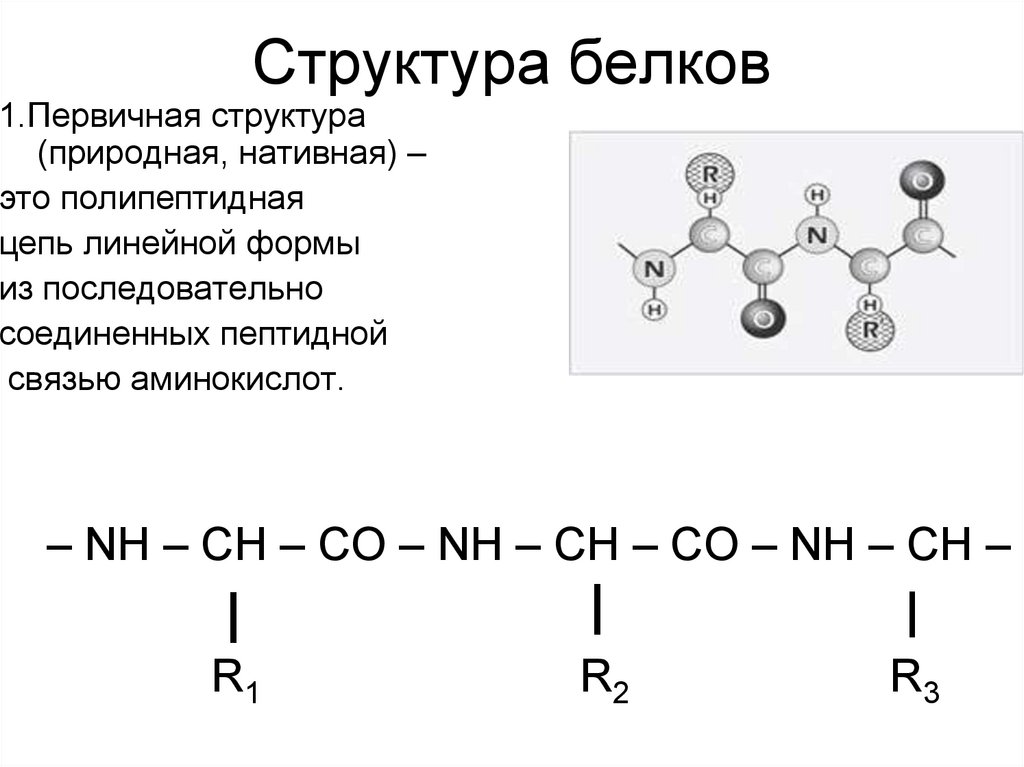 Характеристика структур белков