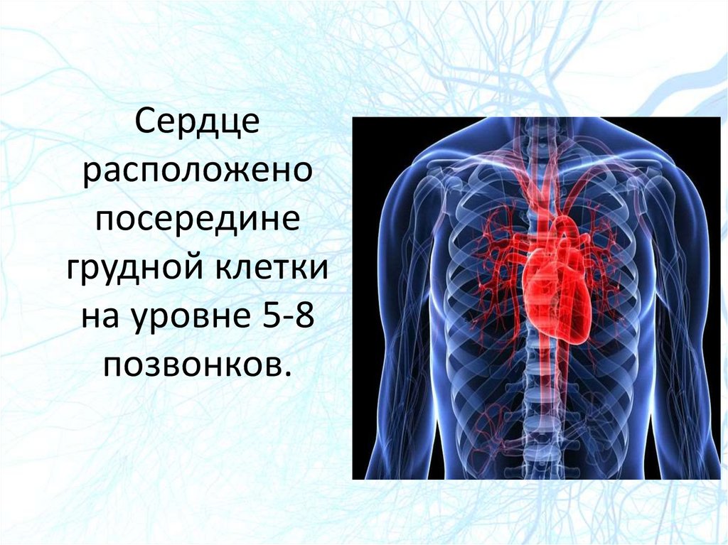 С какой стороны находится сердце человека. Где находится сердце у человека.