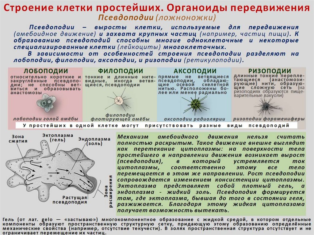 На рисунке изображен процесс происходящий с амебой при смене неблагоприятных условий