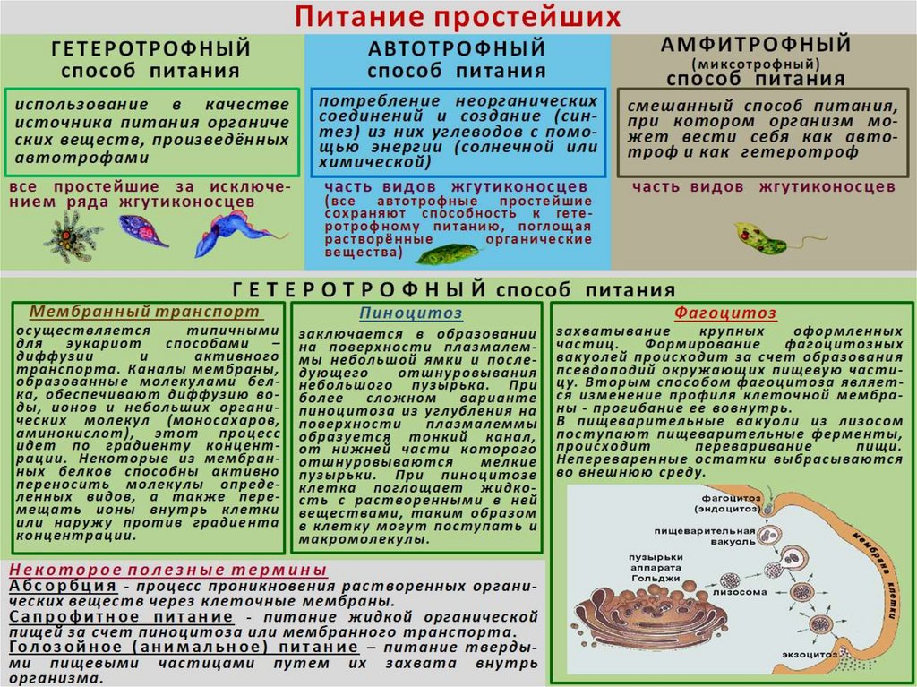 Презентация простейшие биология егэ