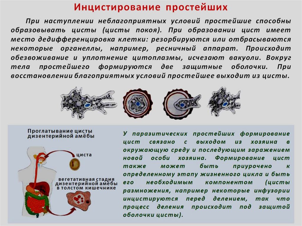 Амеба при наступлении неблагоприятных условий образует. Инцистирование простейших. Цисты простейших. Инцистирование амебы. Примеры инцистирования простейших.