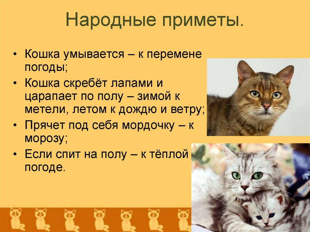 Что значит если кот сидит. Народные приметы про кошек. Кошачьи приметы. Приметы о котах и кошках. Приметыппро котов.