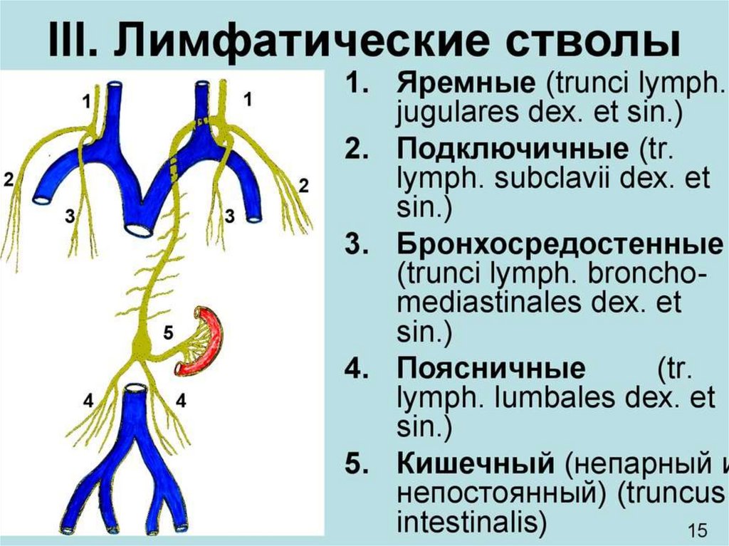 Лимфатическая система анатомия презентация