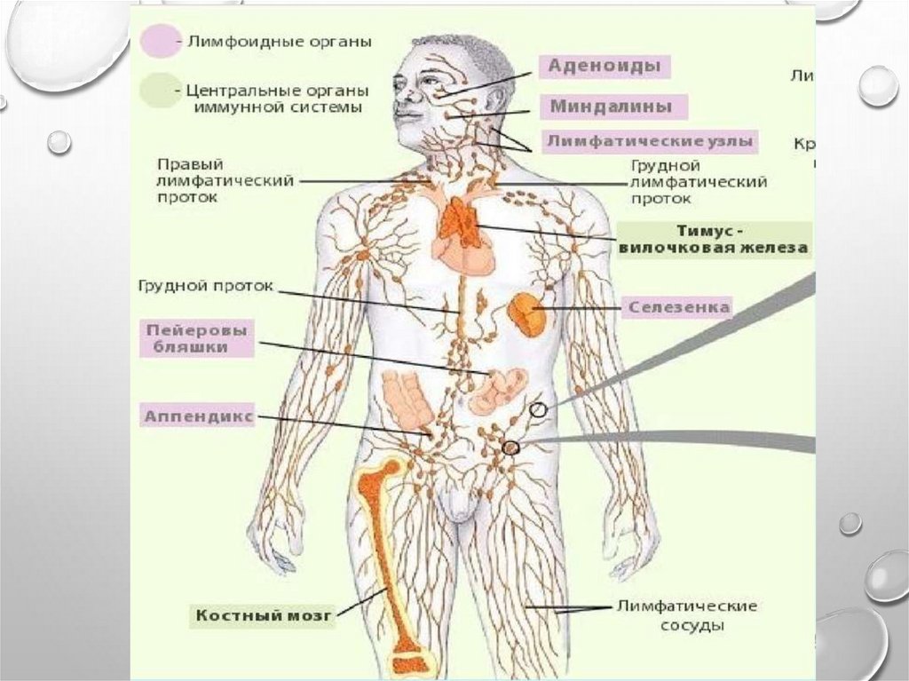 Анатомия лимфатической системы презентация