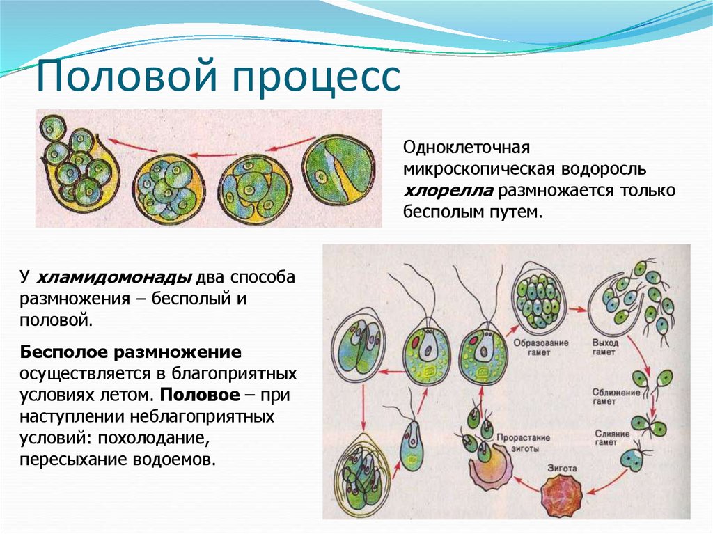 Размножение клеток водорослей. Схема размножения одноклеточных водорослей. Жизненный цикл одноклеточных водорослей схема. Половое размножение одноклеточных водорослей. Половое размножение хлореллы.