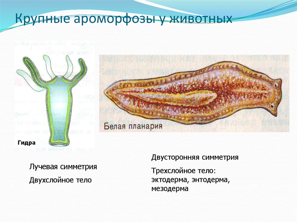 Лучевая симметрия червя. Гидра и планария. Пищеварительная система белой планарии. Пищеварительная система молочной планарии. Плоские черви ароморфозы.