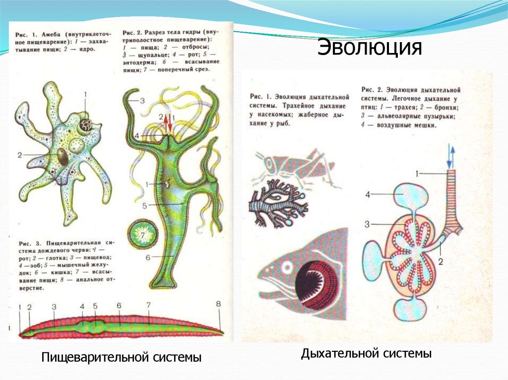 На рисунке изображены этапы развития беспозвоночного животного назовите этап под цифрой 3