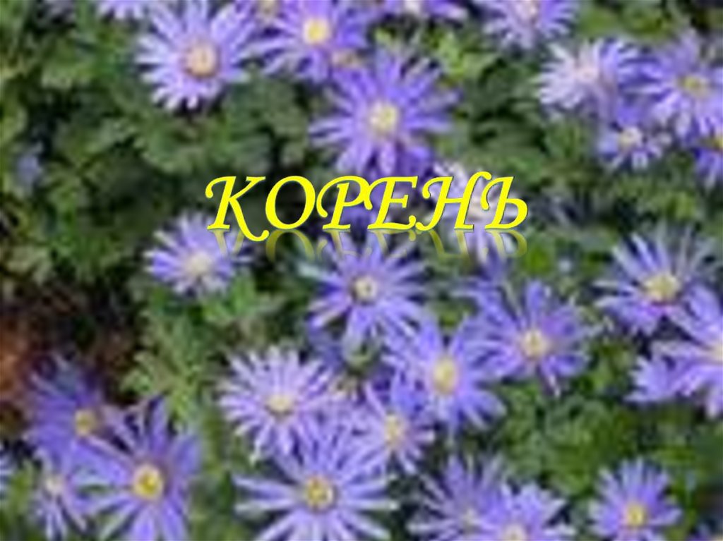 Корневой волосок - презентация онлайн