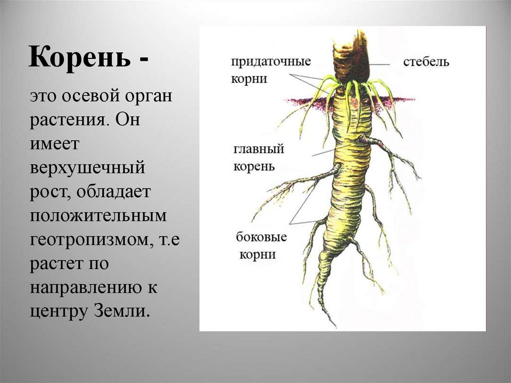 Корневой волосок фото