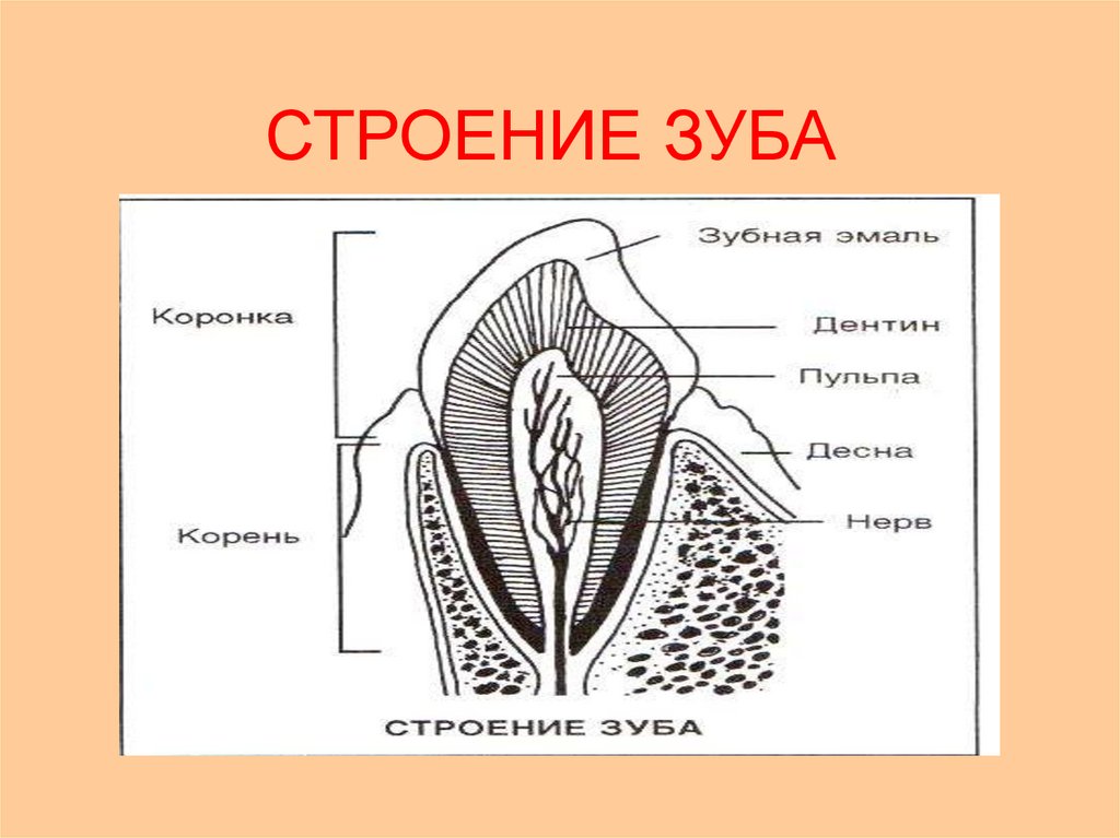 Внешнее строение зуба анатомия. Строение зуба человека ЕГЭ биология. Строени ЕЗКБА. Схема строения зуба.
