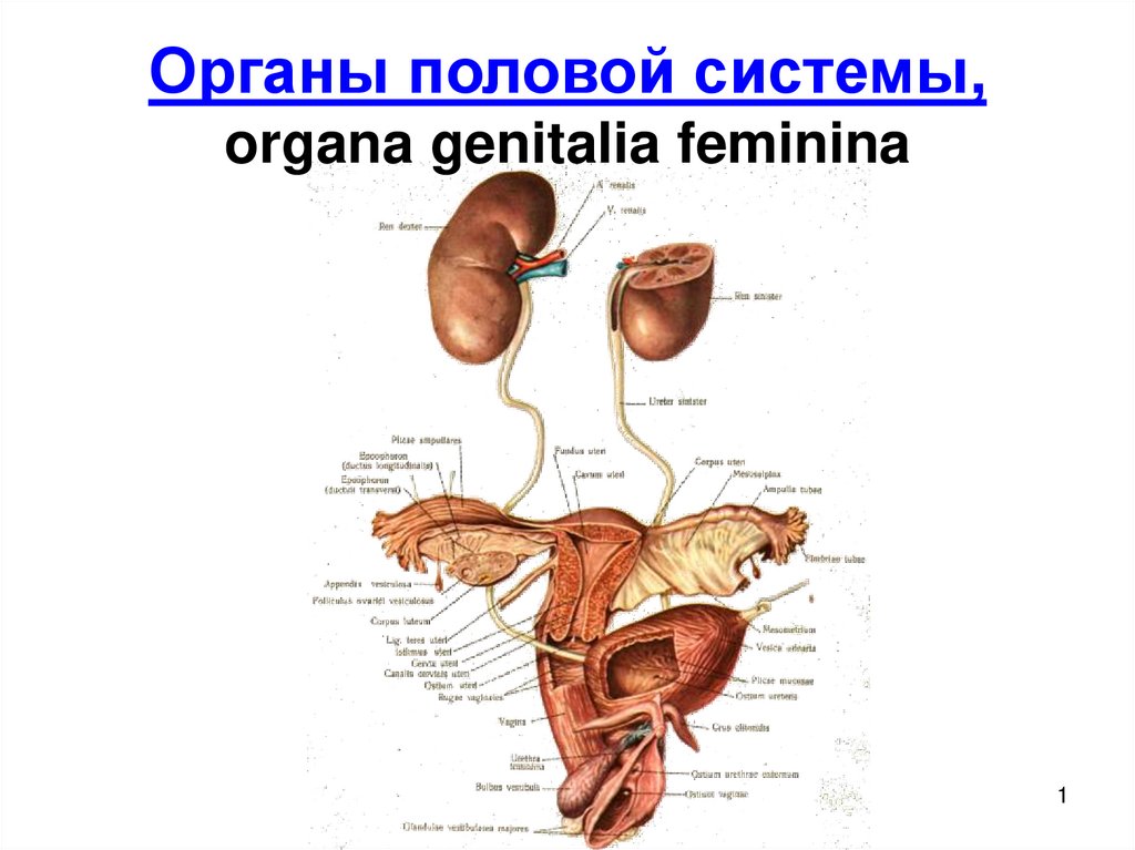 Женские половые органы таблица