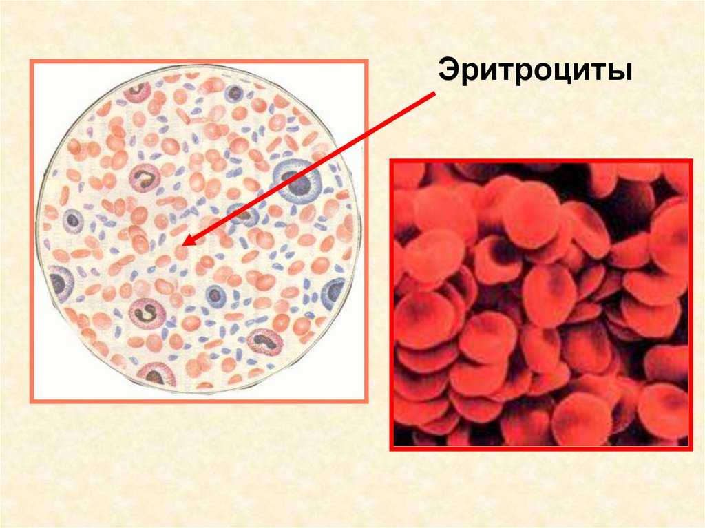 Группы клеток эритроцитов. Эритроциты лейкоциты тромбоциты. Кровь биология эритроциты. Как выглядят эритроциты. Эритроциты рисунок.